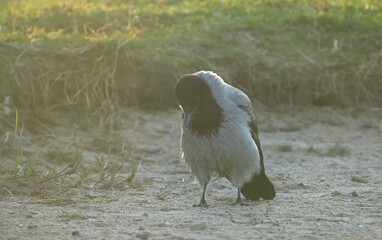 crow in the grass. forest