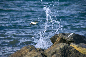 waves crashing on rocks with duck in the background