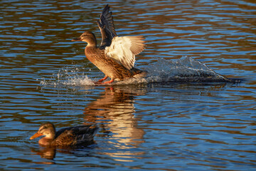 ducks on the river. summer