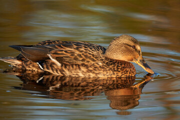 ducks on the river. summer