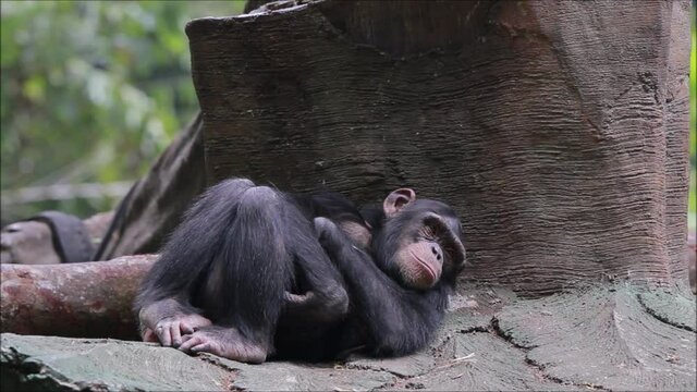 A chimpanzee is lying lazily