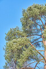 pine branches against a blue sky