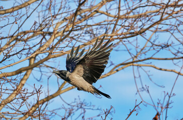 beautiful crow in flight. summer