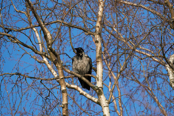 crow on a tree. forest
