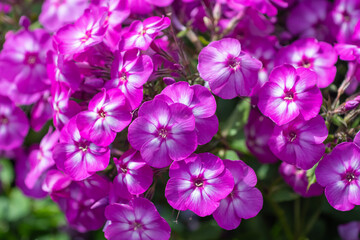 Garden Phlox pink and purple flowers Phlox paniculata