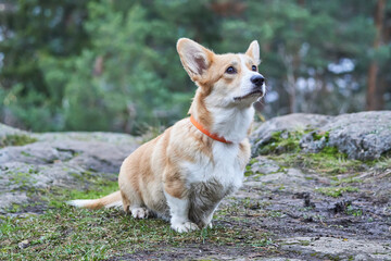 Naklejka na ściany i meble beautiful corgi in the forest