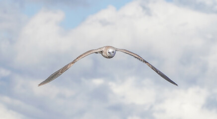 Fototapeta na wymiar beautiful seagull in flight. Summer