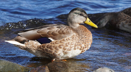 ducks on the river. summer