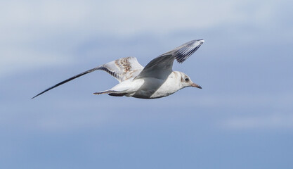 beautiful seagull in flight. Summer