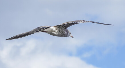 beautiful seagull in flight. Summer