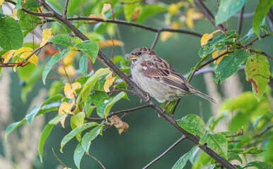 sparrow in the bushes. summer
