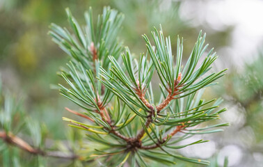 pine branch in the forest