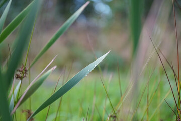 cattail in the pond. summer