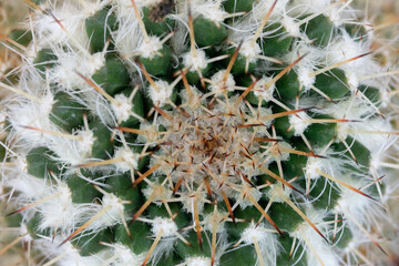 A closeup view of a green and white cactus