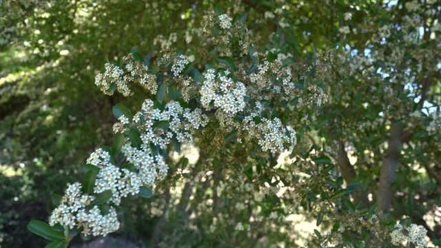 Burning bush , Pyracantha coccinea Close up shot.