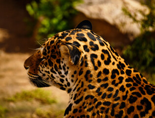 Sleepy jaguar exposed its nose to the sun
