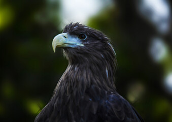 Confident gaze of a powerful and strong predator