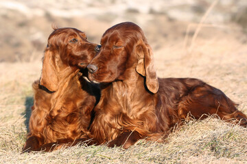 Happy cute irish setter dog couple talking in the grass, pet love and friendship concept
