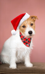 Cute happy christmas holiday santa pet dog puppy sitting on a chair on pink background.