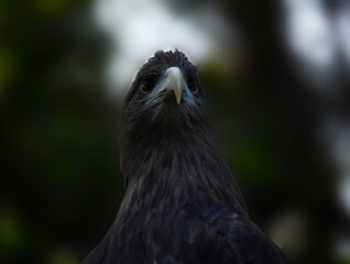 Wary look of a confident bird of prey eagle