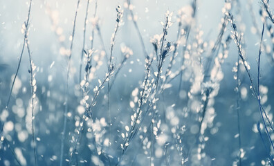 Delicate dry flowers and falling snowflakes in the air. Artistic photo with soft selective focus. Fabulous winter.
