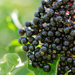 A juicy bunch of black elderberry grows on a tree