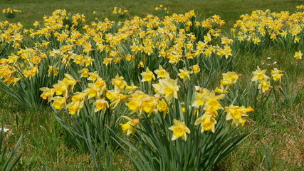 Obraz premium Wilde Narzissen (Sternenblumen) in Gaugenwald, Gemeinde Neuweiler, Nordschwarzwald