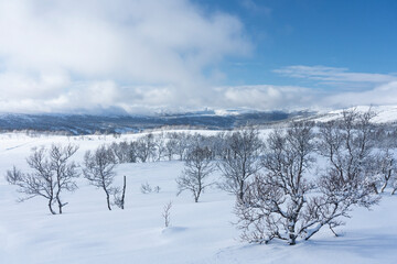 Winter landscapes from Holtaalen, Norway.