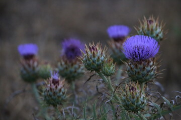 FLOR DE CARDO
