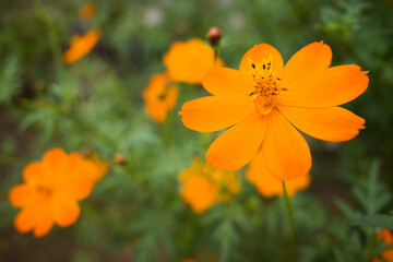 オレンジコスモス