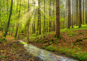 Fototapeta na wymiar Sonne scheint in einen Wald, Bayern, Deutschland