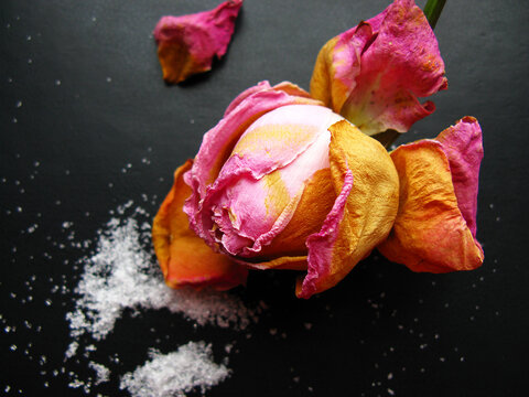 Fading pink rose with sugar on a black background. Still-life