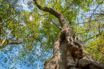Naturdenkmal Tassilolinde in Wessobrunn, Bayern, Deutschland