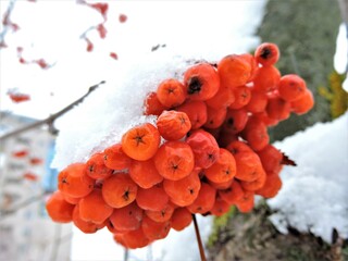 rowan berries in snow