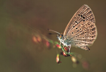 Small Mazarine blue butterfly macro
