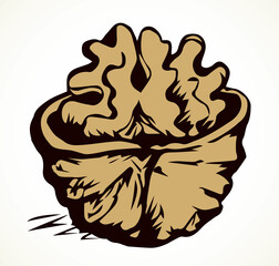 Broken walnut kernel. Vector drawing