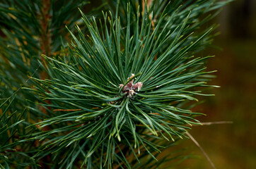 Naklejka na ściany i meble Photo of pine needle tree branch
