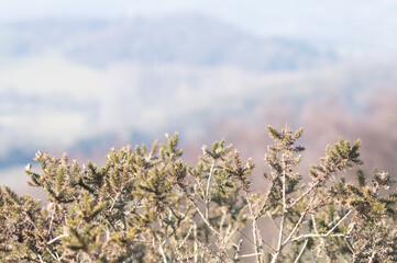 A close up of a bush growing on the Malvern Hills, Worcestershire.