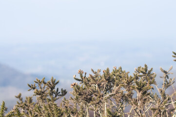 A close up of a bush growing on the Malvern Hills, Worcestershire.