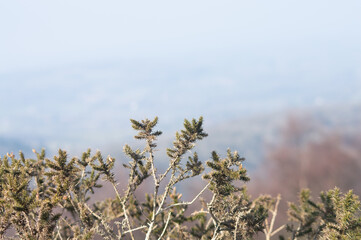 A close up of a bush growing on the Malvern Hills, Worcestershire.