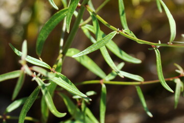 Wildflower (Antirrhinum onubense)