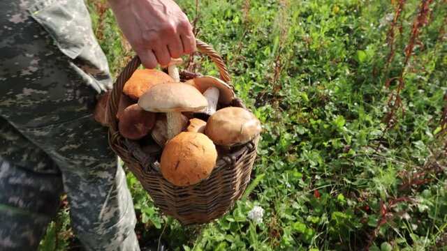 Mushroom picker with a basket of mushrooms.
A woman walks along a forest lawn with a basket full of various mushrooms (porcini mushrooms, boletus and orange-cap boletus ).