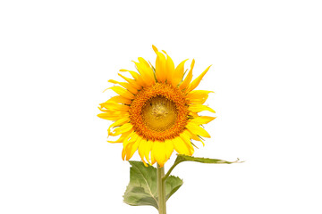 Yellow sunflower with leaf isolated on white background.