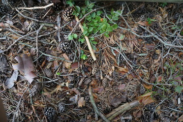 Forest floor