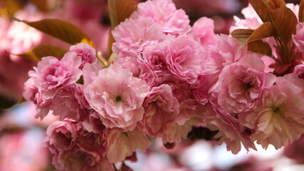 fruit trees blossom in Germany