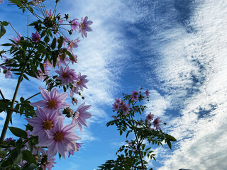 Dahlia imperialis under the blue sky