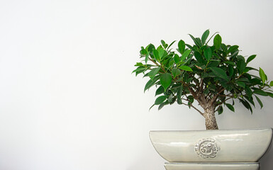 Small bonsai tree at home in a white planter. Gardening concept. Plant isolated on a white background with copy space.