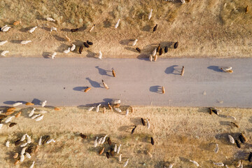 shooting from drone flying high over large herd of goats and ram grazing free-range on mown field...