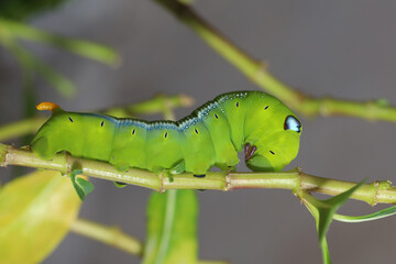 Close up green worm or Daphnis neri worm on the stick tree in nature and enviroment