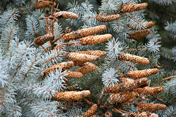 Pine cones in the tree
